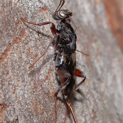 Encyrtidae (family) at Barton, ACT - 24 Nov 2025 by TimL