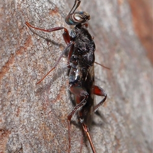 Encyrtidae (family) at Barton, ACT - 24 Nov 2025 by TimL