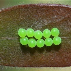 Pentatomidae (family) at Acton, ACT - 25 Nov 2025 by TimL
