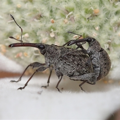 Unverified Weevil (Curculionoidea) at Acton, ACT - 25 Nov 2025 by TimL
