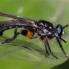 Laphria rufifemorata (Yellow-legged Blue Robber Fly) at Acton, ACT - 25 Nov 2025 by TimL