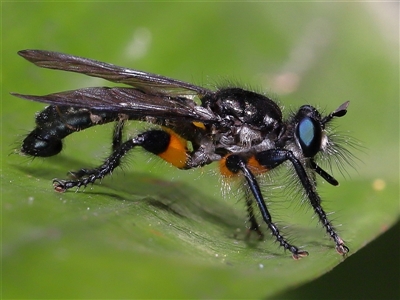 Laphria rufifemorata (Yellow-legged Blue Robber Fly) at Acton, ACT - 25 Nov 2025 by TimL