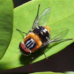 Scaptia (Scaptia) auriflua (A flower-feeding march fly) at Acton, ACT - 25 Nov 2025 by TimL