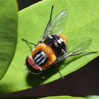 Scaptia (Scaptia) auriflua (A flower-feeding march fly) at Acton, ACT - 25 Nov 2025 by TimL