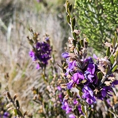 Hovea montana at Yaouk, NSW - Yesterday by BethanyDunne