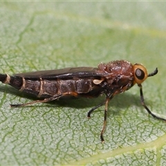 Inopus rubriceps (Sugarcane Soldier Fly) at Barton, ACT - 24 Nov 2025 by TimL