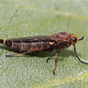 Inopus rubriceps at Barton, ACT - 24 Nov 2025 by TimL