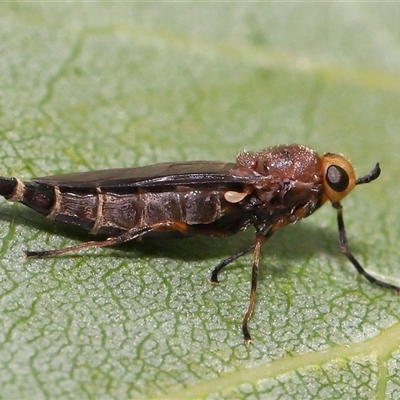Inopus rubriceps (Sugarcane Soldier Fly) at Barton, ACT - 24 Nov 2025 by TimL