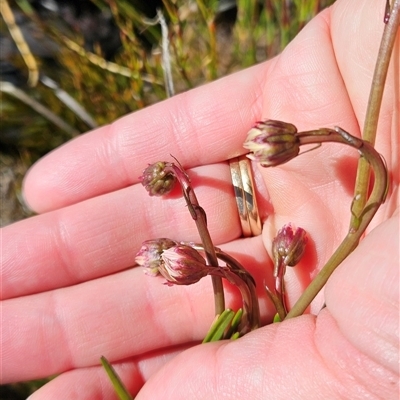 Unverified Daisy at Yaouk, NSW - Yesterday by BethanyDunne