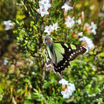 Graphium macleayanum (Macleay's Swallowtail) at Yaouk, NSW - Yesterday by BethanyDunne
