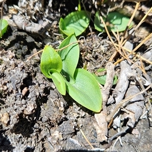 Chiloglottis turfosa at Yaouk, NSW - Yesterday by BethanyDunne