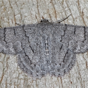 Crypsiphona ocultaria (Red-lined Looper Moth) at Fyshwick, ACT - Yesterday by TimL