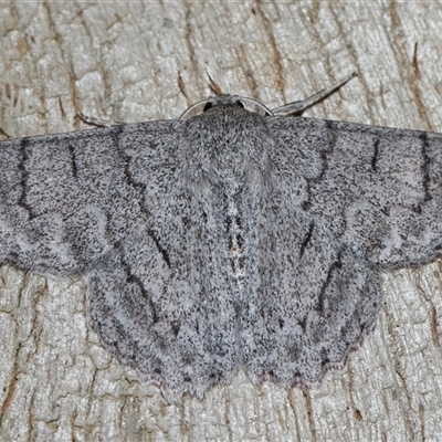 Crypsiphona ocultaria at Fyshwick, ACT - Yesterday by TimL
