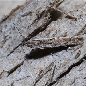Unverified Moth (Lepidoptera) at Fyshwick, ACT - Yesterday by TimL