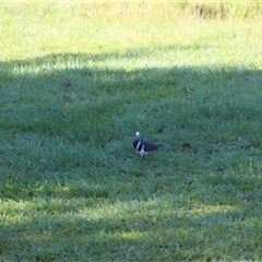 Leucosarcia melanoleuca (Wonga Pigeon) at Pappinbarra, NSW - 16 Nov 2025 by AngFrost