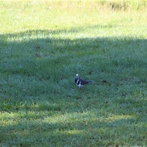 Ocyphaps lophotes at Pappinbarra, NSW - 16 Nov 2025 by AngFrost