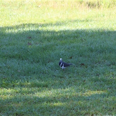 Leucosarcia melanoleuca (Wonga Pigeon) at Pappinbarra, NSW - 16 Nov 2025 by AngFrost
