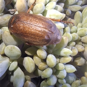 Rhopaea (genus) at Crows Nest, QLD - Today by beetles