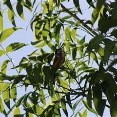 Acanthorhynchus tenuirostris at Pappinbarra, NSW - 15 Nov 2025 by AngFrost