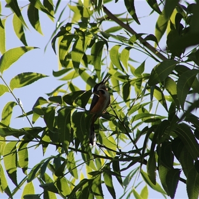 Acanthorhynchus tenuirostris at Pappinbarra, NSW - 15 Nov 2025 by AngFrost
