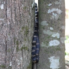 Hoplocephalus stephensii at Upper Pappinbarra, NSW - Yesterday by AngFrost