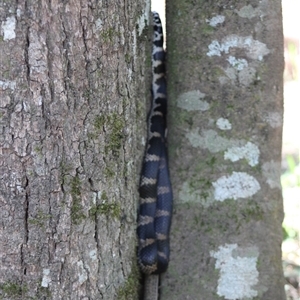 Hoplocephalus stephensii at Upper Pappinbarra, NSW - Yesterday by AngFrost