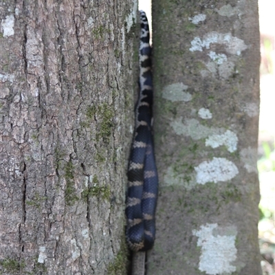 Hoplocephalus stephensii at Upper Pappinbarra, NSW - Yesterday by AngFrost