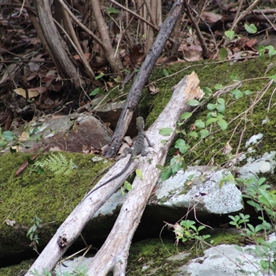 Intellagama lesueurii lesueurii at Pappinbarra, NSW - 16 Nov 2025 by AngFrost