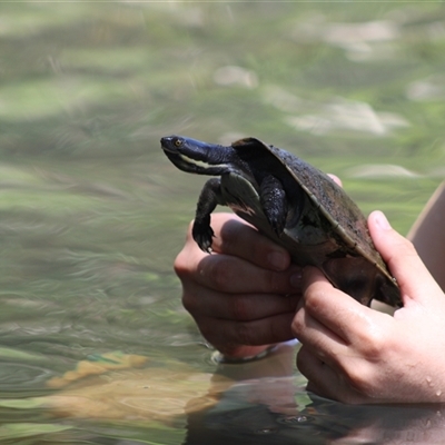 Chelodina longicollis at Pappinbarra, NSW - 16 Nov 2025 by AngFrost