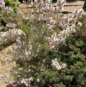 Unverified Plant at Yarralumla, ACT - Today by Jenny54