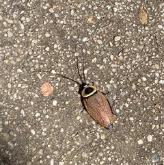 Ellipsidion australe (Austral Ellipsidion cockroach) at Evatt, ACT - Yesterday by gwen