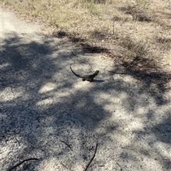 Pogona barbata at Broke, NSW - Today by RoyP