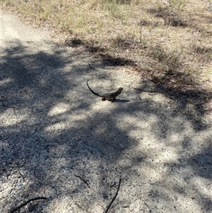 Pogona barbata at Broke, NSW - Today by RoyP