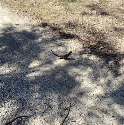 Pogona barbata at Broke, NSW - Today by RoyP