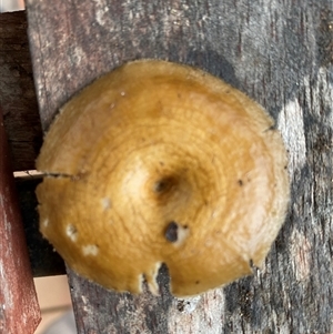 Unverified Cap on a stem; gills below cap [mushrooms or mushroom-like] at Broke, NSW - 26 Nov 2025 by RoyP