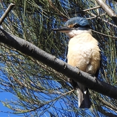 Todiramphus sanctus at Kambah, ACT - Today by HelenCross