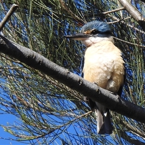 Todiramphus sanctus at Kambah, ACT - Today by HelenCross