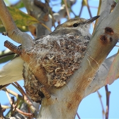Lalage tricolor by HelenCross