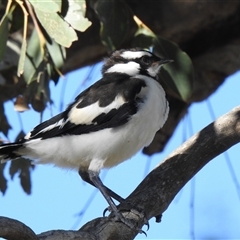 Grallina cyanoleuca by HelenCross