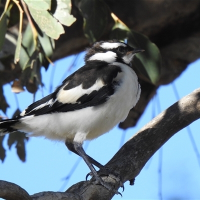Grallina cyanoleuca at  - suppressed by HelenCross