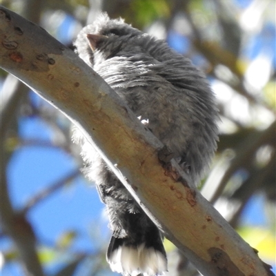 Artamus cyanopterus at  - suppressed by HelenCross