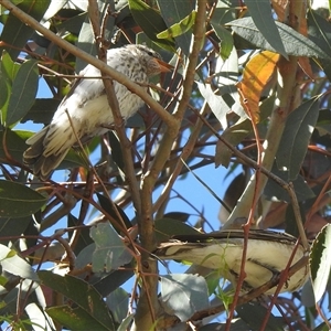 Lalage tricolor by HelenCross