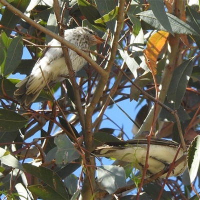 Lalage tricolor at  - suppressed by HelenCross