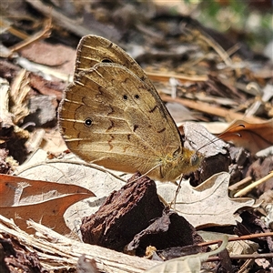 Heteronympha merope at Fyshwick, ACT - Today by MatthewFrawley