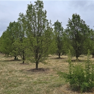 Pyrus calleryana at Yarralumla, ACT - 21 Nov 2025 by Mike