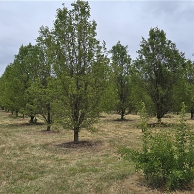 Pyrus calleryana at Yarralumla, ACT - 21 Nov 2025 by Mike