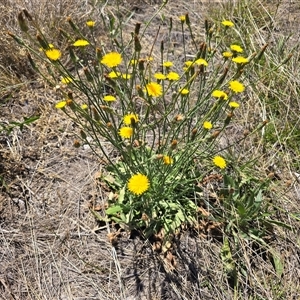 Hypochaeris radicata (Cat's Ear, Flatweed) at Mawson, ACT - Yesterday by Mike