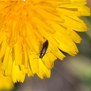 Unverified Beetle (Coleoptera) at Mawson, ACT - Yesterday by Mike