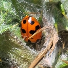 Coccinella transversalis at Phillip, ACT - Yesterday by Mike
