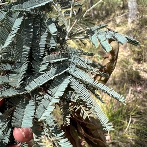 Acacia baileyana x Acacia dealbata at Aranda, ACT - Today by lbradley